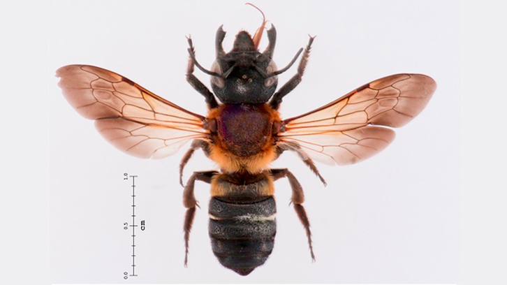 Megachile sculpturalis