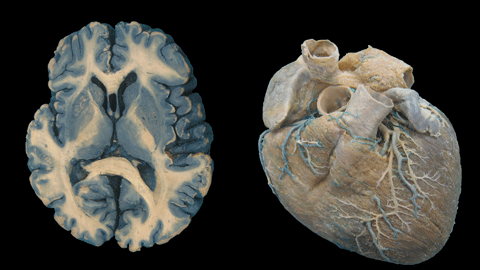 La UAB col·labora amb una exposició divulgativa sobre anatomia