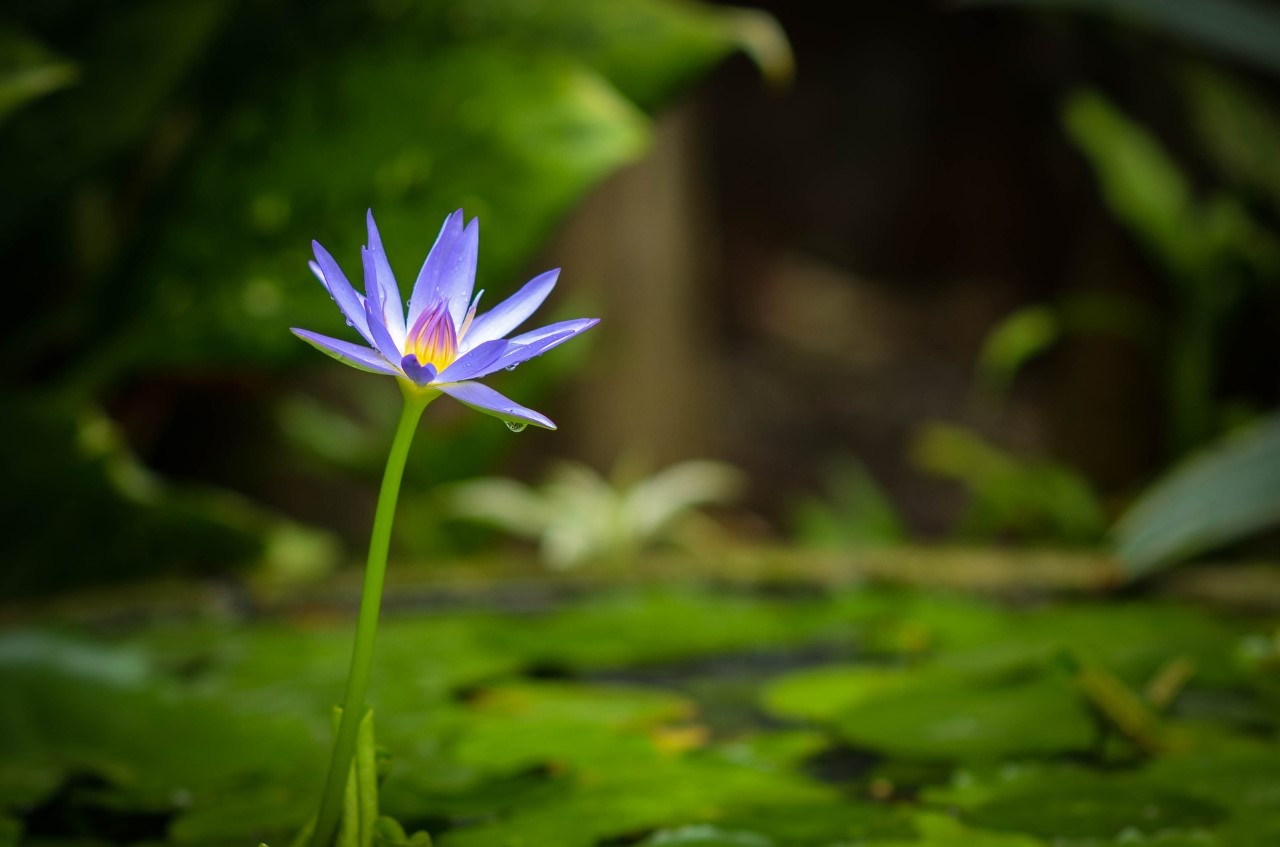 Flor de lotus