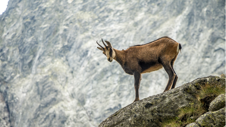 La queratoconjuntivitis es manté de forma independent en les poblacions d’isard del Pirineu