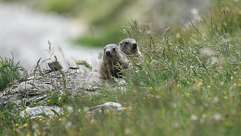 Éxito de la reintroducción de las marmotas en los Pirineos