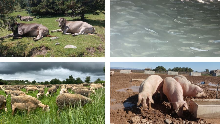 Salut i benestar animal. Imatges del parternariat europeu EUPAW