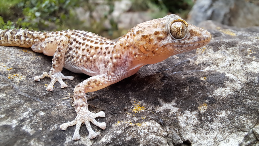 Dragonet terrestre