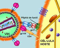 Biofísics de la UAB acorralen la SIDA