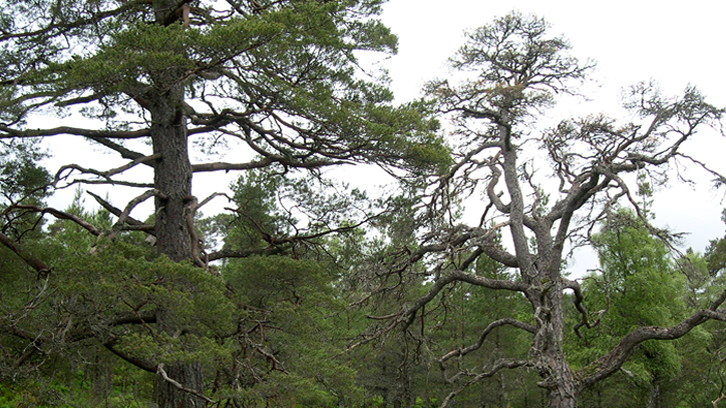 Com el creixement dels arbres ens pot ajudar a predir la seva mort