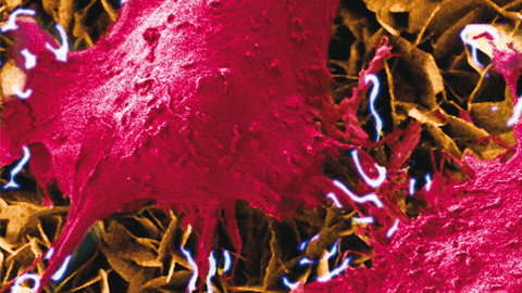 desarrollan un nanogenerador que permite estimular células vivas