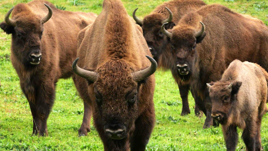 El bisonte tiene una notable capacidad de adaptación al clima mediterráneo del sur de España