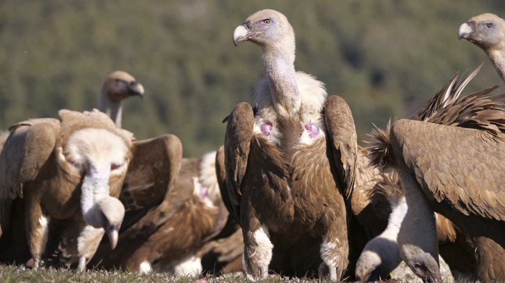 Grup de voltors comuns menjant. El que està al centre mira a càmera