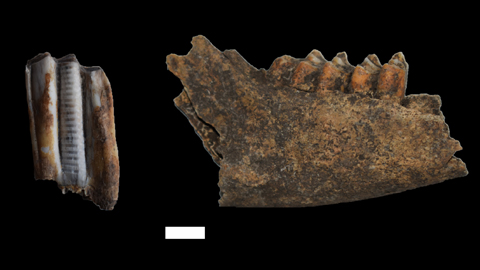 Dent i mandíbula ovins analitzats en l'estudi