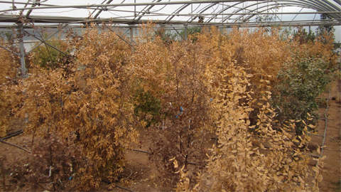 De què moren les plantes quan hi ha sequera?