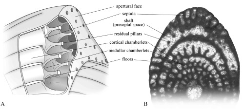 Foraminifers