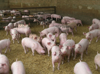 Estudi de la transmissió del TTV al porc