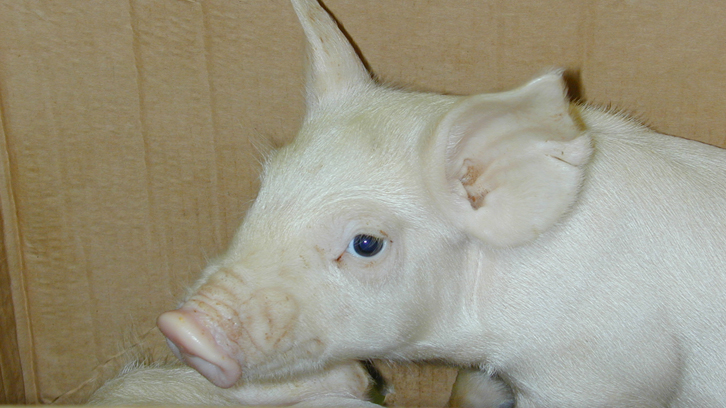 nou circovirus porci