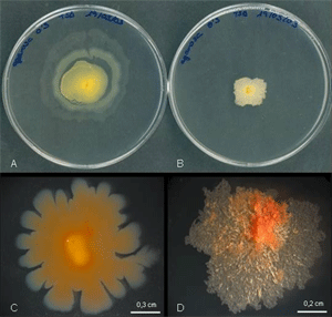 Mycobacterium vaccae