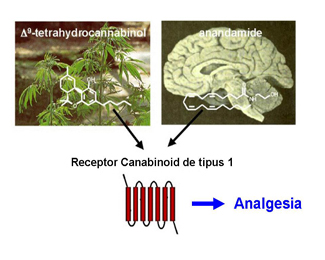 Canabinoids