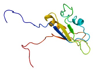 Proteïna priònica