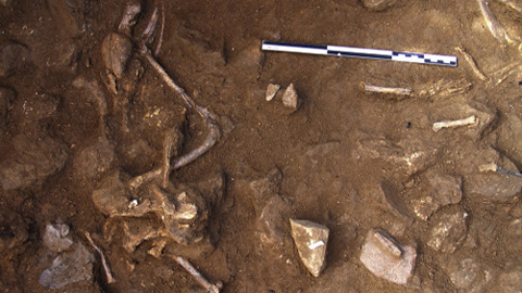 Enterrament gossos al neolític