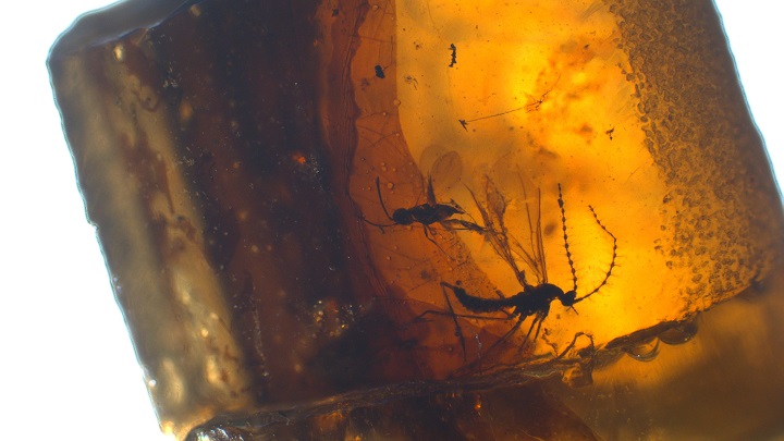 Why do we find so much amber in Cretaceous rocks