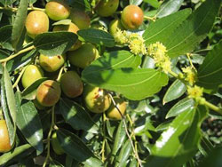 Arbre fruiter