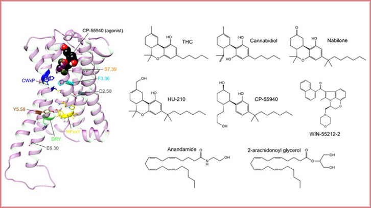 receptor