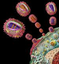 Virus Hepatitis C