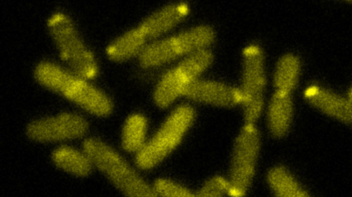 bacterias que esquivan antibióticos