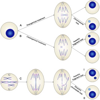 Micronuclis