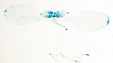 IMG_doctorat_biotecnologia_vegetal_foto2
