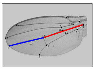 Evolució predictible a Drosophila