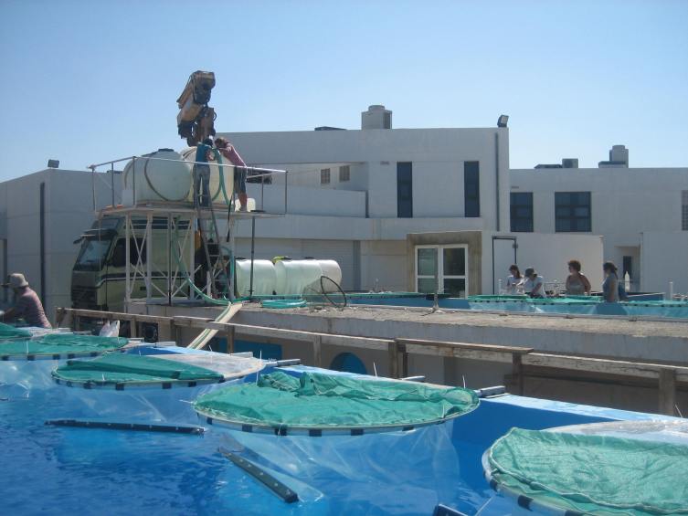 piscines fitoplacton calcari
