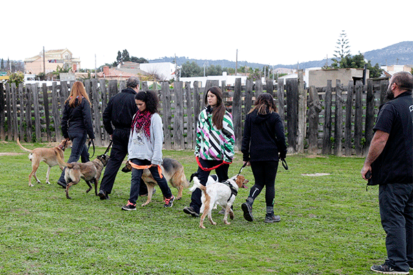 Curs en Ensinistrament de Base i Educació Canina