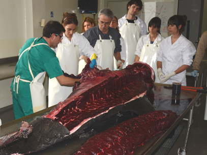 Patología Veterinaria