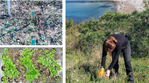 Nou mecanisme d¿adaptació als sòls salins en les plantes