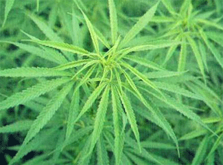 Planta de cànnabis