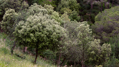 Alzinar de Collserola