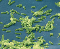 Bacteris
