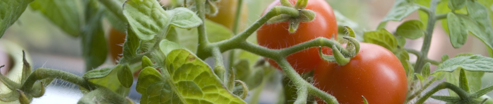 Una tesi de lrsquoICTA quantifica el gran potencial de lacuteagricultura urbana 