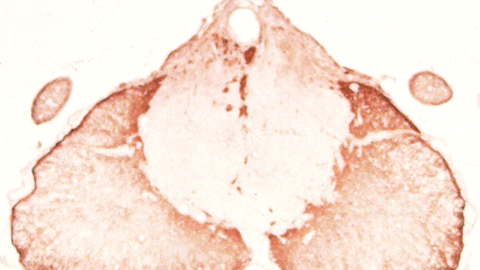 medula espinal