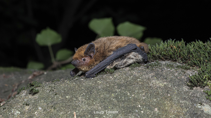 imatge d'una pipistrel·la de vores clares descansant a una roca. L'animal és de color marró