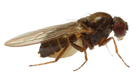 Drosophila subobscura