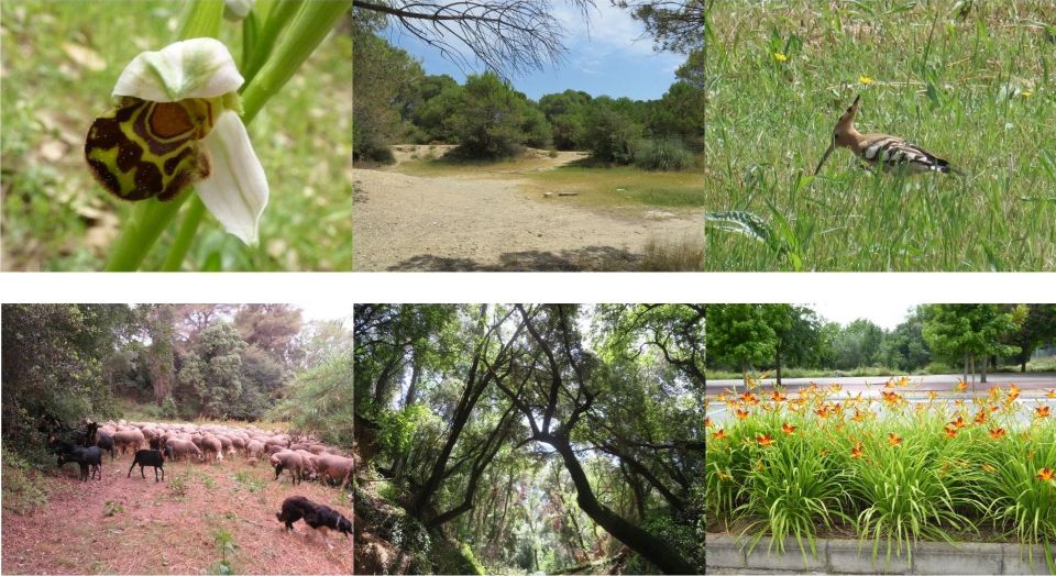 Several photos of the agroforestry spaces on the campus