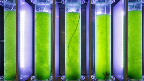Biotecnologia Industrial