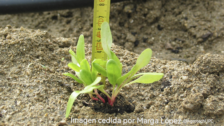 brote de una planta. Detrás del bote hay una regla con la que se está midiendo su altura, 6.5 cm