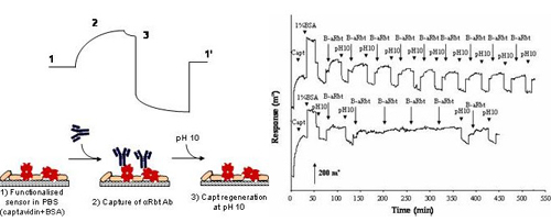 Captividin per a biosensors