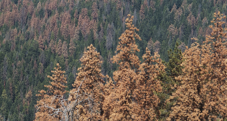 Mortalitat de pins i avets al Parc Nacional Sequoia (Califòrnia, EUA) ocorreguda durant els anys 201