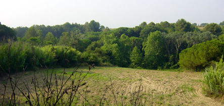 Camp de conreu de l'itinerari de Can Domènec