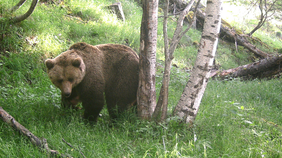 Ossos al pirineu