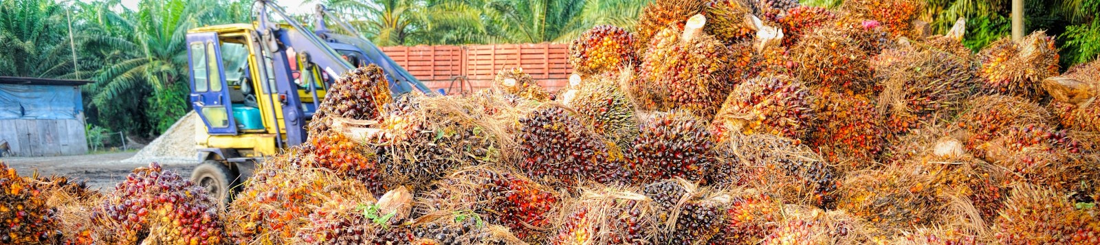 Investigadors de l039ICTA-UAB alerten que les plantacions de palmera d039oli provoquen la infertilit