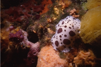 nudibranqui bosc animal mediterrani