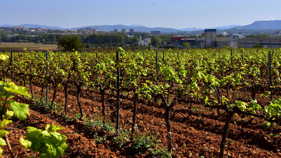 Vinya de Santa Margarida i els Monjos (Alt Penedès). Font: Àngela Llop (voluntària de RitmeNatura).